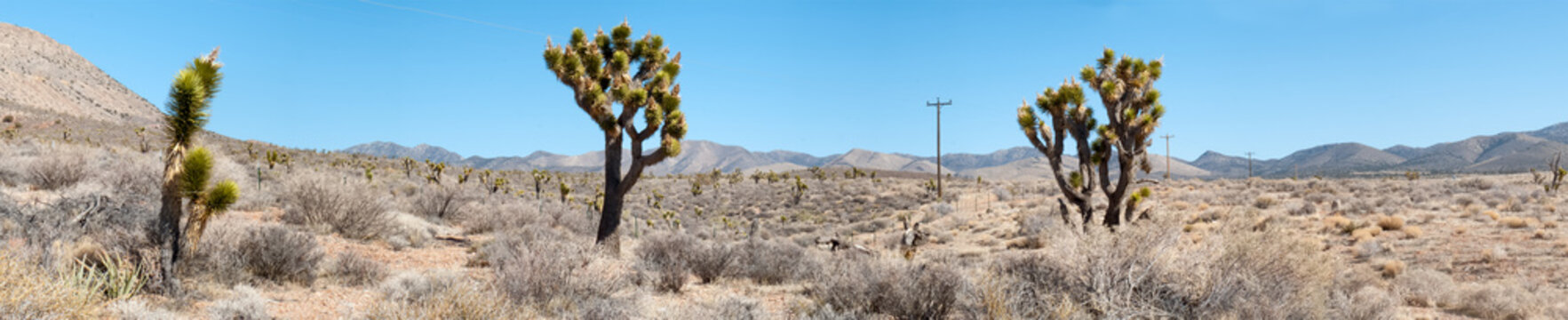 Cactus in desert, Death Valley National Park, California, USA