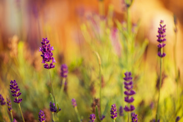 Fototapeta premium sunrise flowers closeup