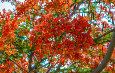 Red peacock flower