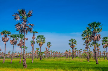 Fototapeta premium Sugar palm