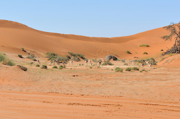 Fototapeta na wymiar Springbok między wydmami koło Sossusvlei
