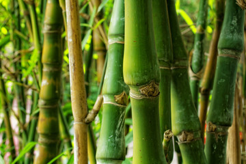 bamboo close up as background