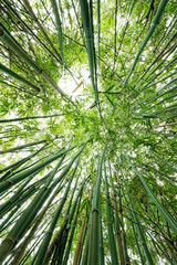 Fototapeta na wymiar bamboo close up as background