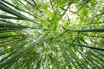 Obraz na płótnie Canvas bamboo close up as background