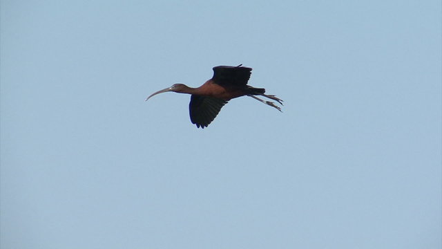 Flying Glossy Ibises over a lake with sky background