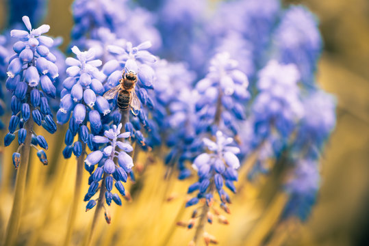 Blue Spring Flowers With Bee