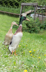 zwei Enten auf einer Wiese