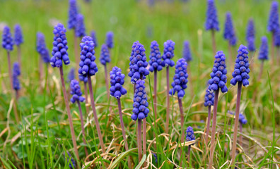 blooming plants in the spring