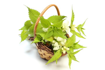 Fresh stinging nettles in wicker basket