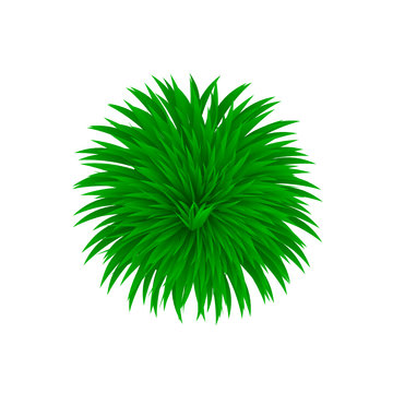 Gras