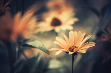 Fototapete gelbe Sommerblumen © arts