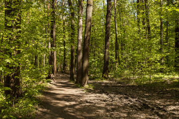 Green forest with path