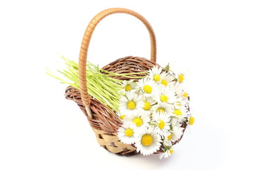Daisies in wicker basket. White background