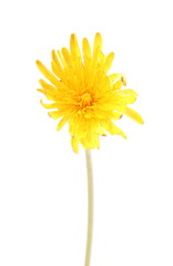 Yellow flower of dandelion on white background