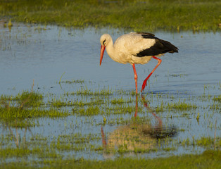 European stork, Ciconia, in natural environment