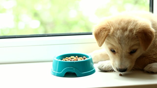 little puppy with an appetite chews dry food from a bowl