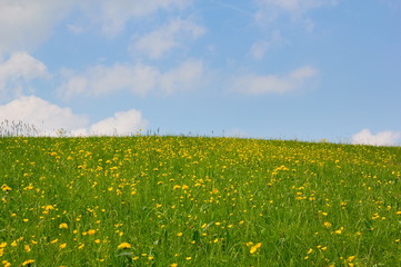 Blumenwiese und Himmel