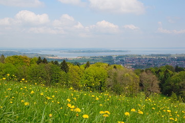 Blumenwiese im bayrischen Voralpenland