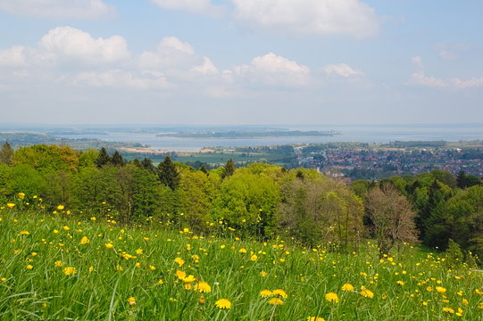Blumenwiese im bayrischen Voralpenland