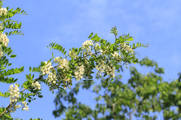 Robinienblüten