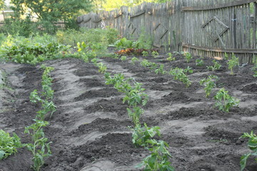 to plant tomatoes