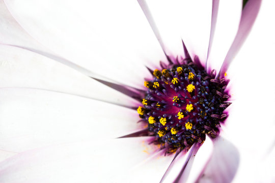 White And Purple African Daisy Flower