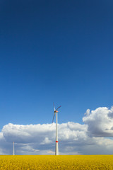 Wind turbines generating wind energy - oilseed field - blue sky