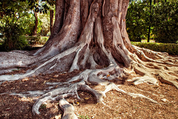 Ficus macrophylla