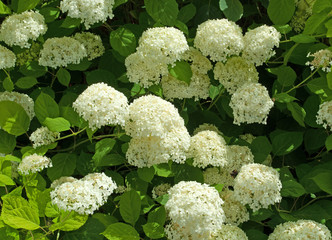 Hortensien - Hydrangea