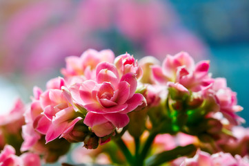 Kalanchoe flower blossoms