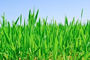 The green grass on the background of the blue sky