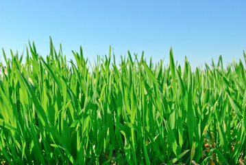 Obraz premium The young shoots of grain on the background of the blue sky