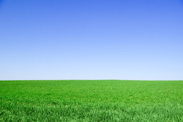 Green field on the background of the blue sky