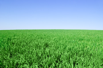 Green field on the background of the blue sky