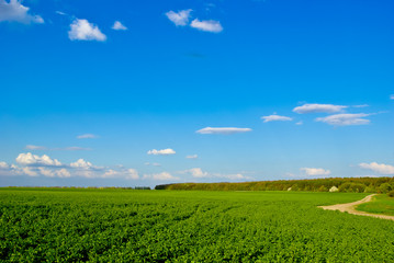 Fototapeta na wymiar Green field,road,forest,on the background of the blue sky