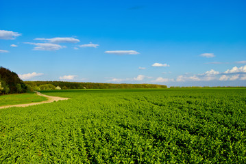Green field,road,forest,on the background of the blue sky