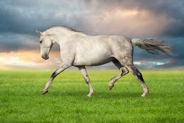 Obraz na płótnie Canvas Beautiful white horse trotting against sunset sky