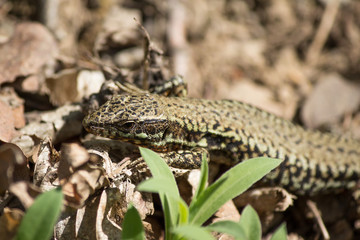 Waldeidechse (common lizard /Zootoca vivipara)