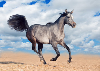 Obraz na płótnie Canvas koni arabskich biegnie galopem
