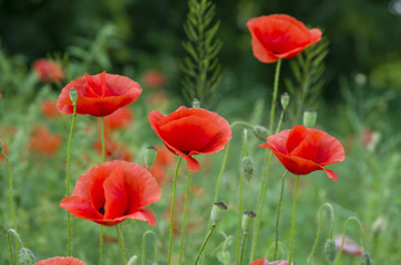 red poppies