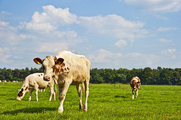 Fototapeta na wymiar cows in nature