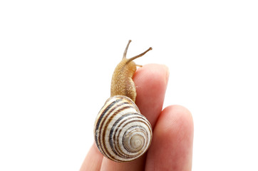 Snail