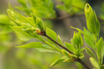 Fototapeta premium Fresh spring leaves