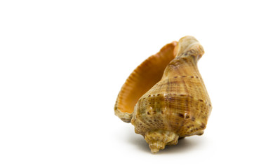 marine seashell