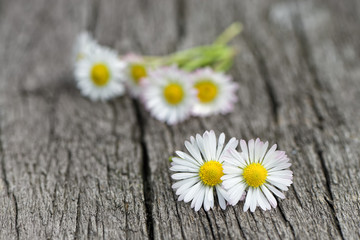 Daisy flower on wooden background.