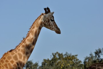 Naklejka premium vie sauvage