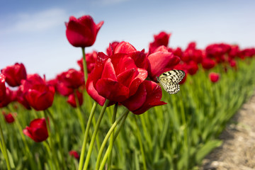 Obraz premium Tulpen 08105