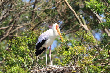 Painted Stork (Mycteria leucocephala)