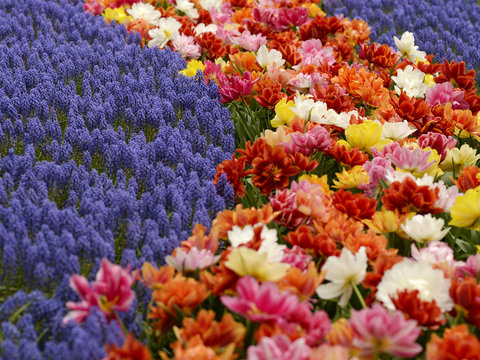 Flower Parade In Keukenhof