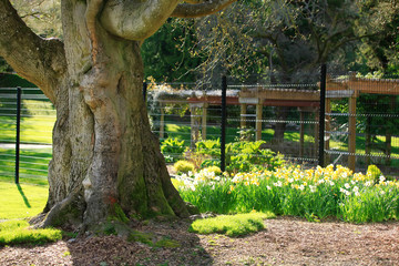 Massive tree trunk